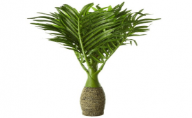 Buy Fourwalls Synthetic Artificial Bonsai Palm Plant at Rs 399 Only